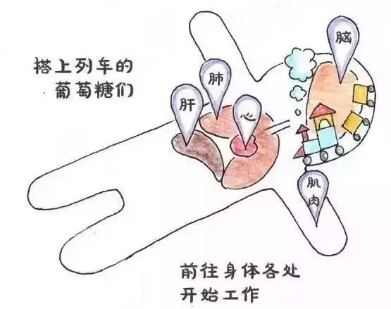 是时候加深对葡萄糖的了解了