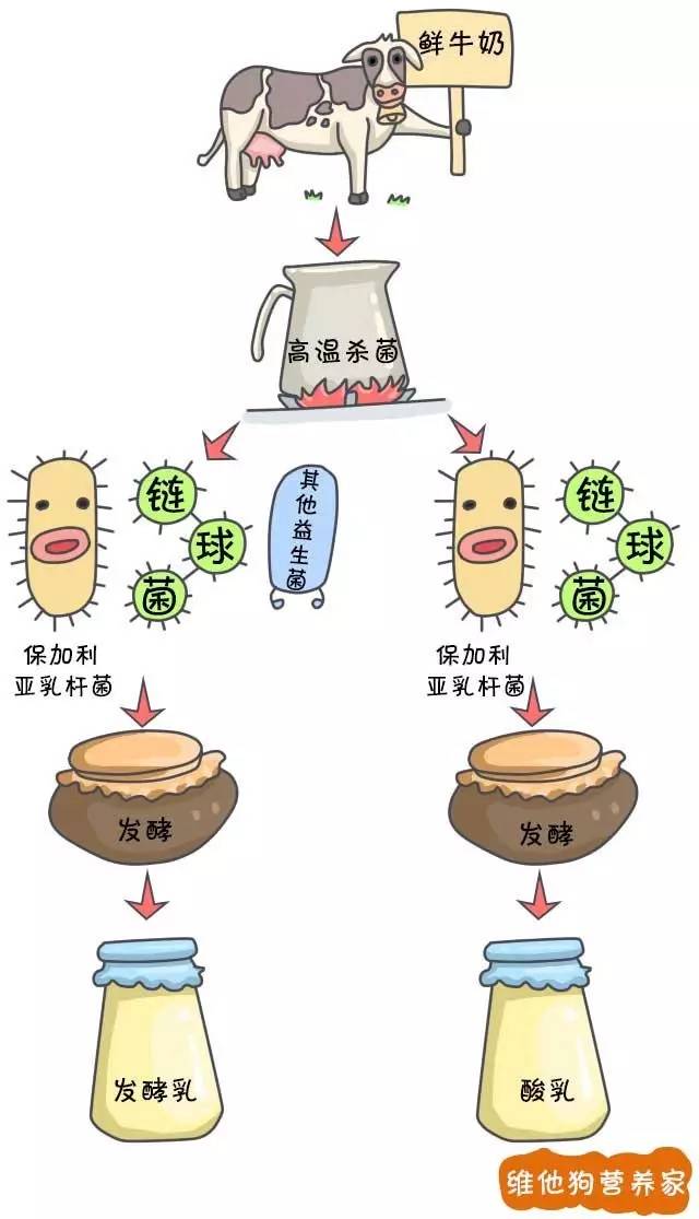 发酵乳、优酪乳、老酸奶、风味酸奶等众多酸奶到底有啥区别？3分钟治好你的选择困难症｜我们