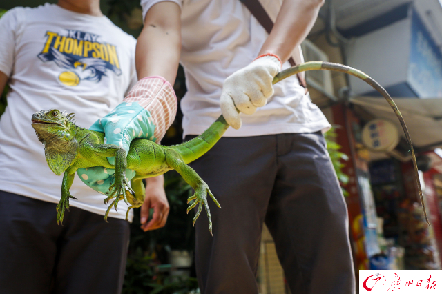 店里忽然來了一只“小怪獸”！證實為綠鬣蜥，屬國家重點保護動物