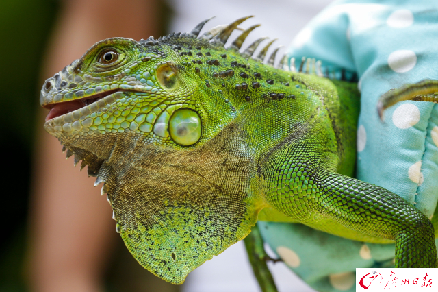 店里忽然來了一只“小怪獸”！證實為綠鬣蜥，屬國家重點保護動物