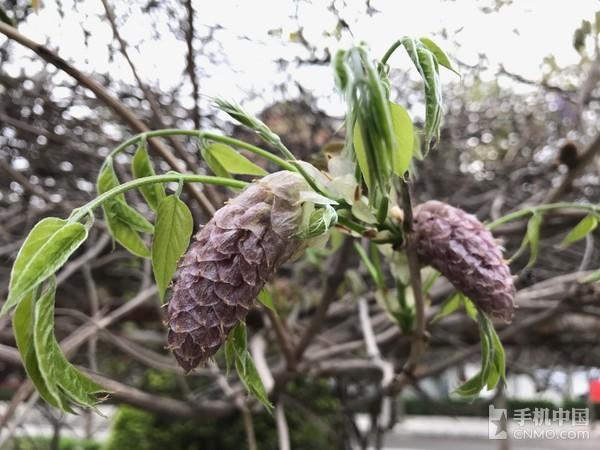 金立S10C感受测评：年青人的拍照神器