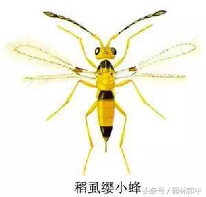 园林虫害生物防治方法有哪些-第3张图片-农百科