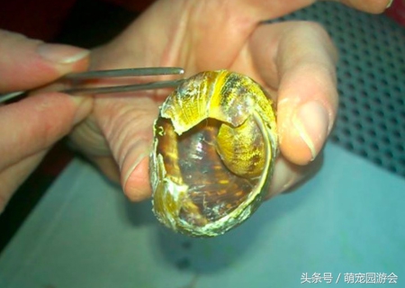 蜗牛壳碎了怎么抢救,蜗牛壳碎了怎么抢救过来的