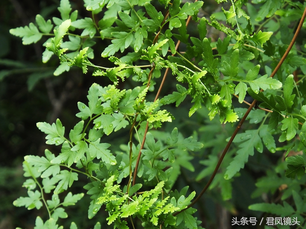 海金沙:名贵中药治结石,利水通淋止疼痛,黄色粉末是救星