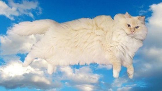 你家地板上怎么会有一朵云啊？毛蓬到没天理的软萌猫居家日常