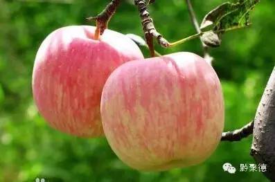 我们该如何理性面对打蜡苹果？