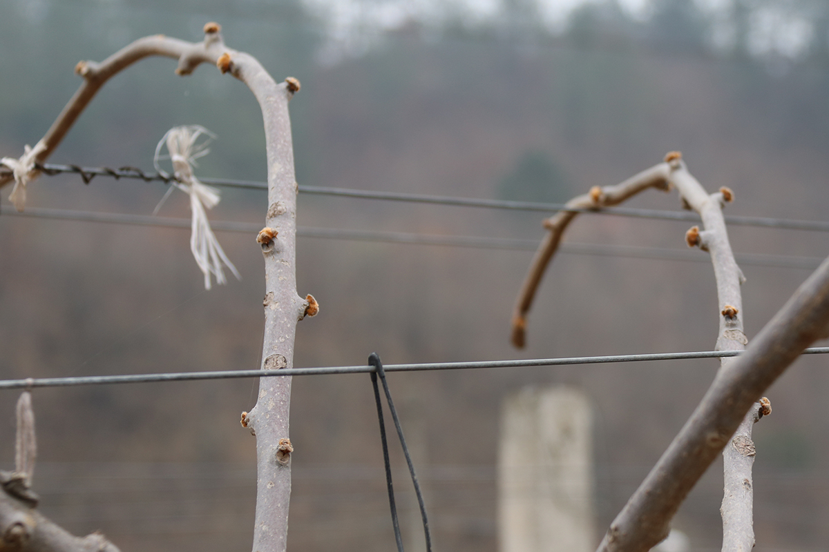 从四百亩猕猴桃果园中精选出来的果树伤流期照片
