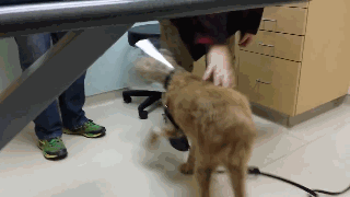 失明的狗狗在恢复视觉后第一次看到它的家人，它的反应简直是无价