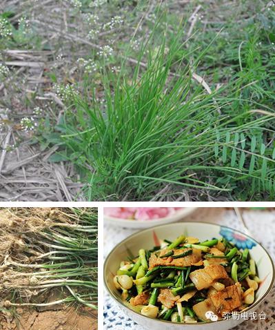 云南5种野花野菜，治病养生