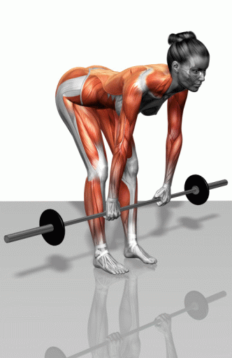 健身必备 各部位肌肉的锻炼图解