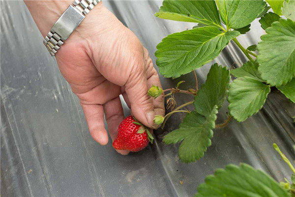 吃草莓正对时 全台5县市必采草莓园