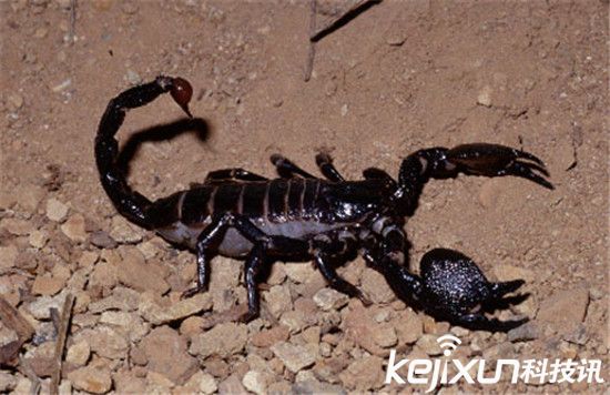 非洲帝王蝎有毒吗非洲帝王蝎一般有多大