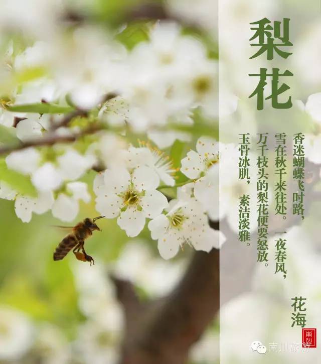 《“四季重庆”自助旅游微信攻略》之春季系列：花花世界，大美南川邀你来看“海”。