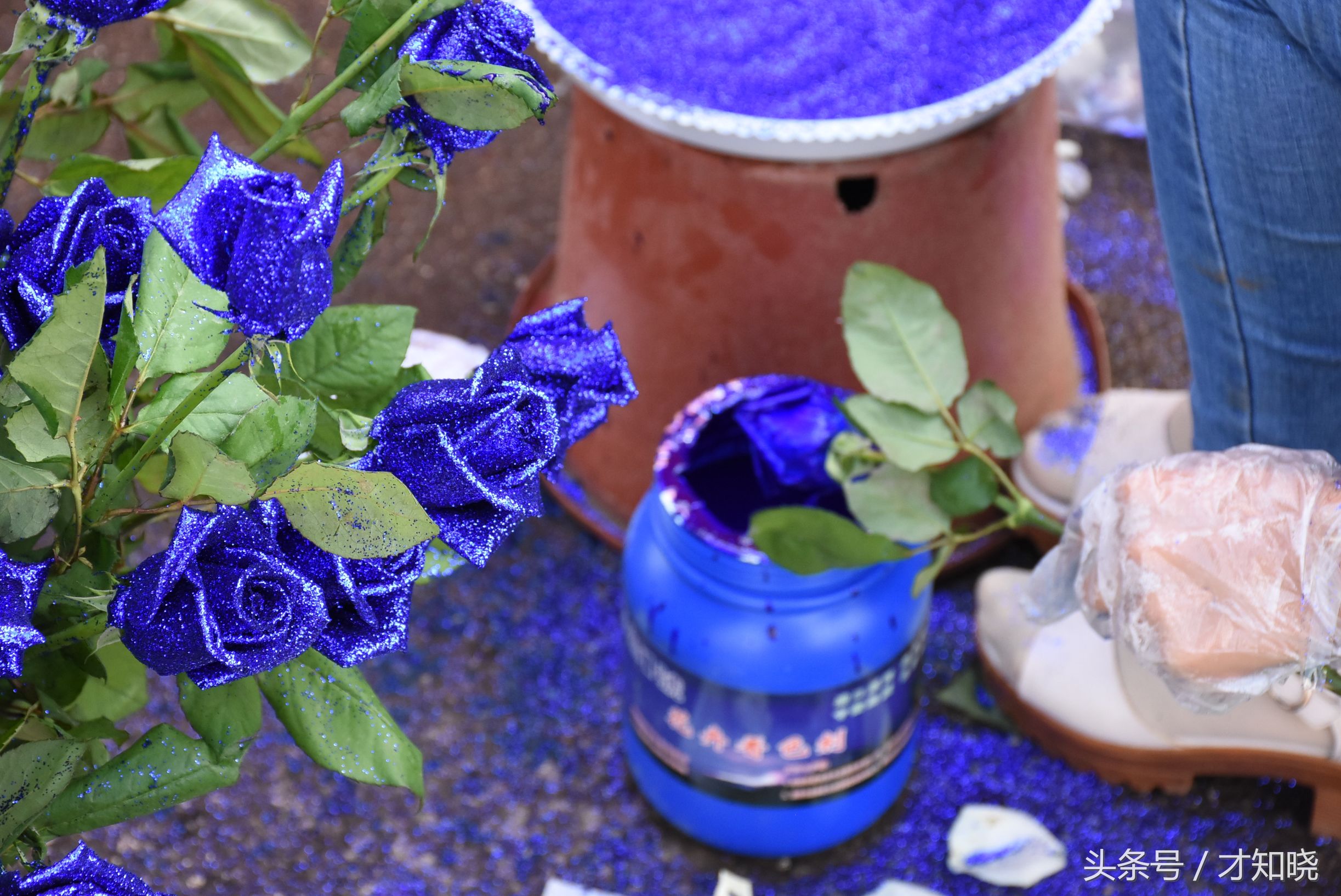 蓝色妖姬代表的含义 _飞翔号