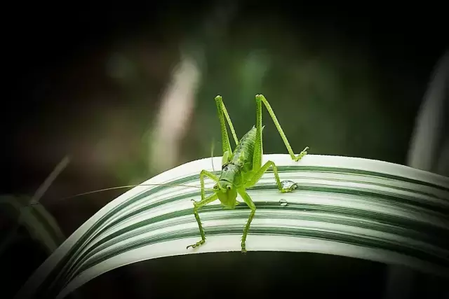 梦见蝈蝈叫，探索梦境背后的深层含义