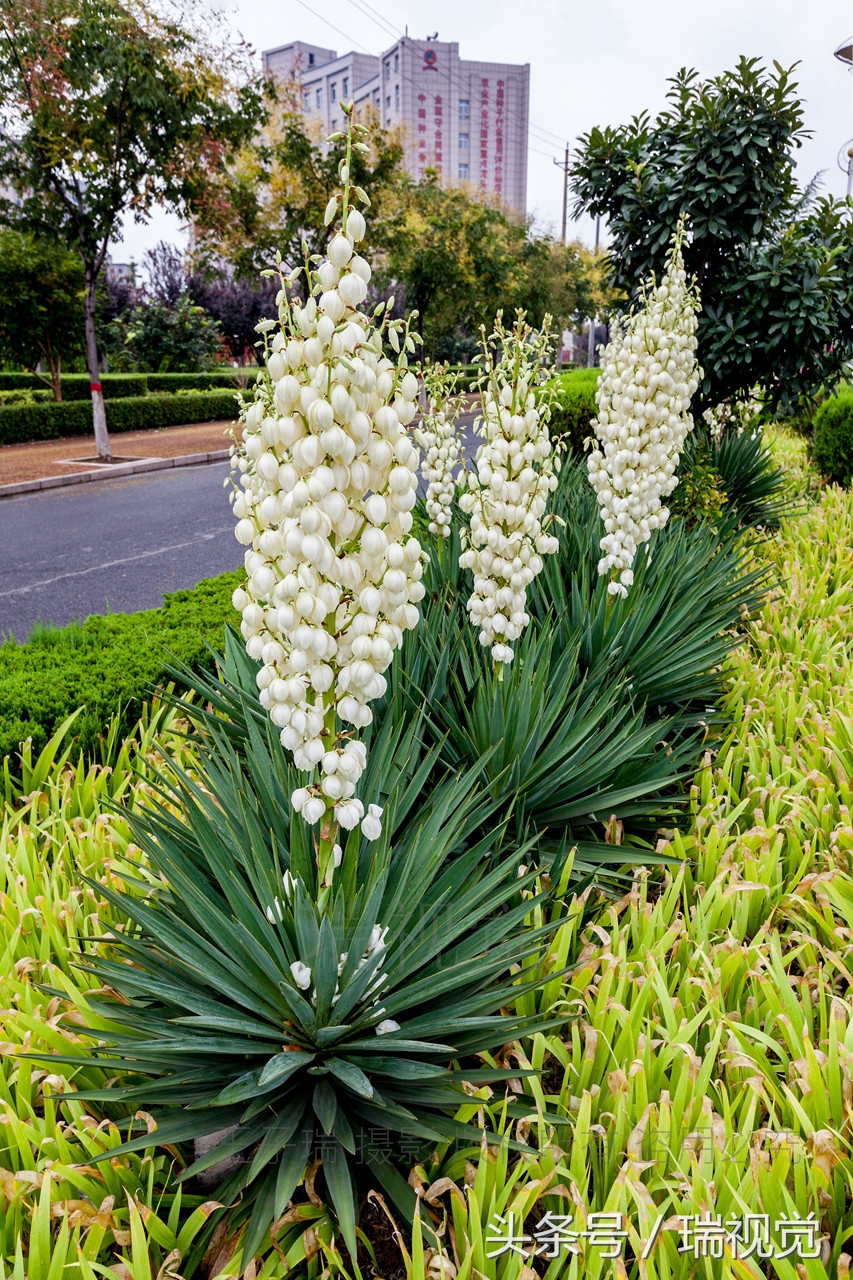 剑麻的用途河南滑县路边剑麻开花下垂如铃降胆固醇抗炎抗肿瘤