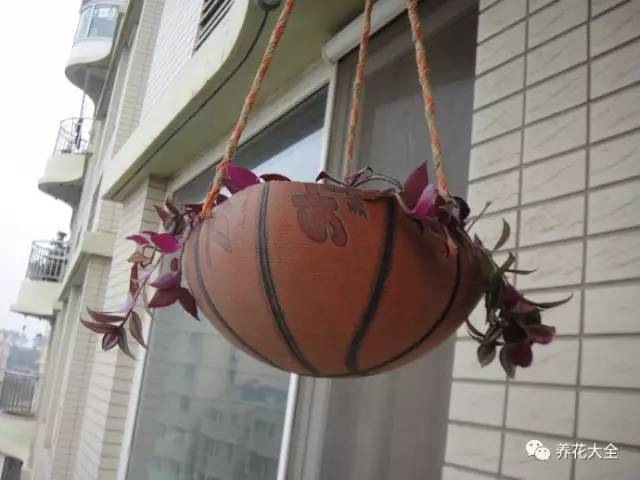 学会这20个小技巧，家里的花想养死都难！-第23张图片-农百科