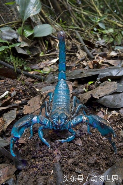 世界上最大的蝎子-帝王蝎