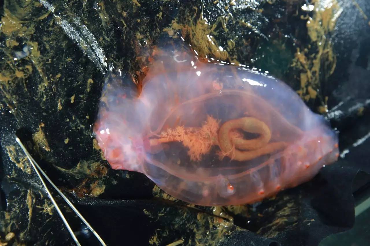 深海是個(gè)謎2：“蛟龍”號(hào)在無盡的深海里到底在做什么？