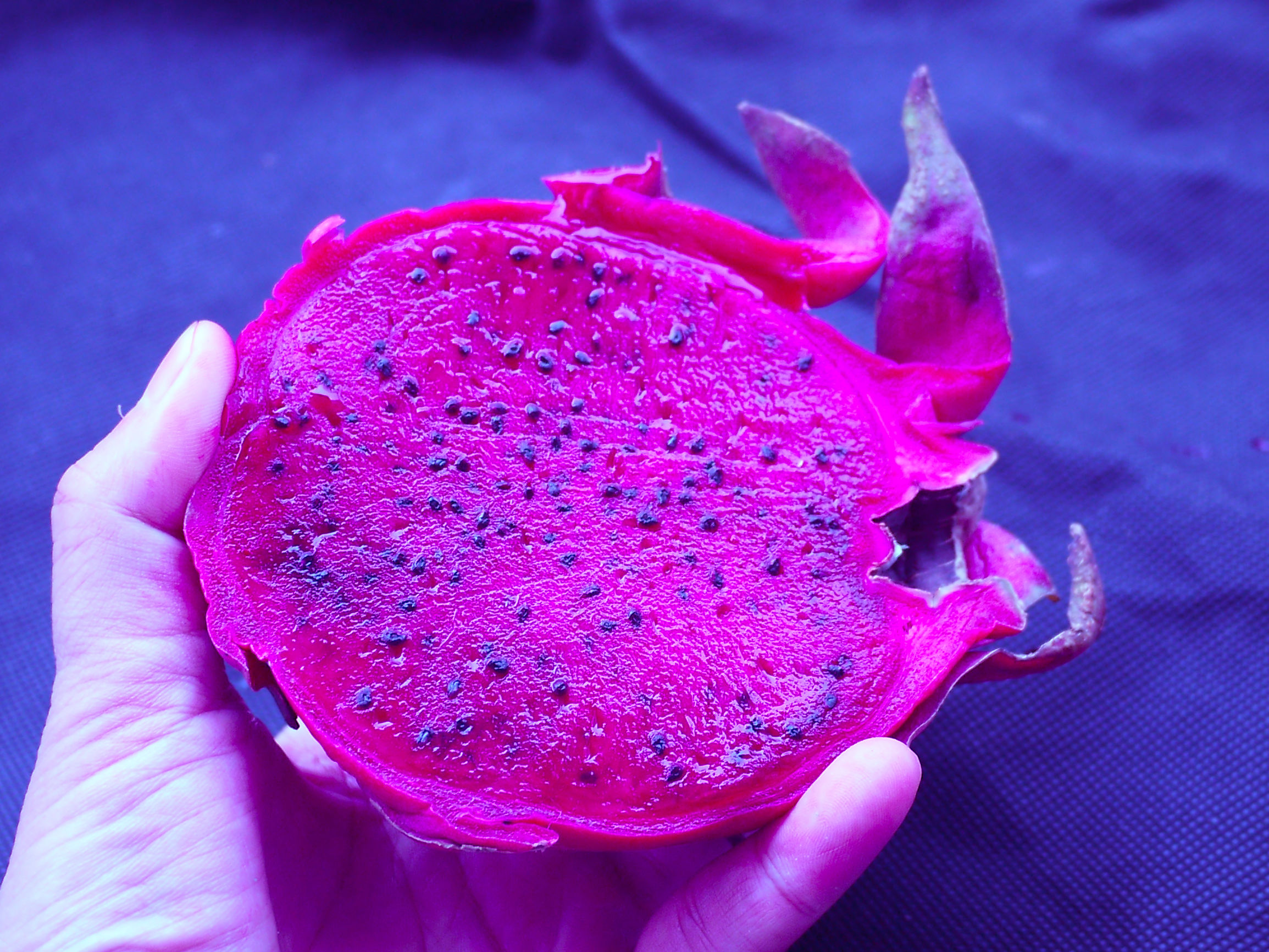 一招取出完美火龙果果肉,手一点都不会脏