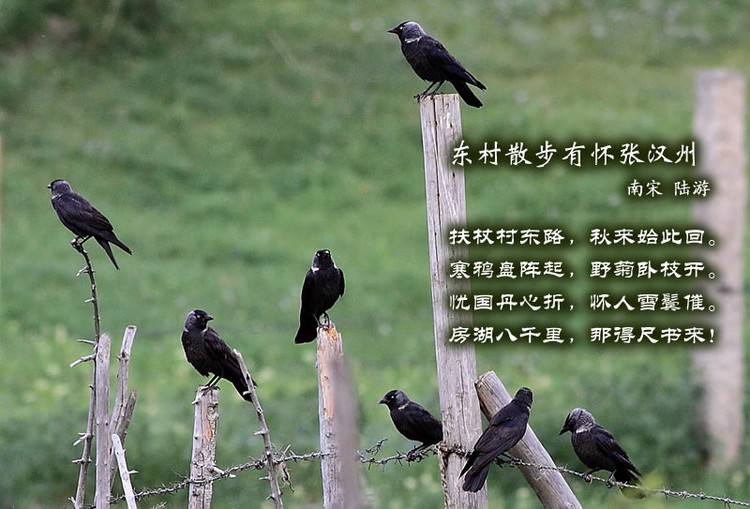 鸟语花香古诗词，婉转悦耳妙及了-第1张图片-非凡网