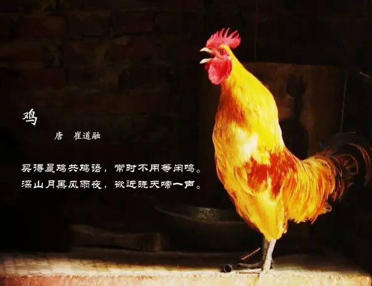鸟语花香古诗词，婉转悦耳妙及了-第3张图片-非凡网
