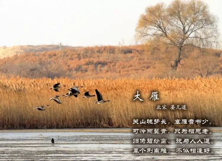 鸟语花香古诗词，婉转悦耳妙及了-第11张图片-非凡网