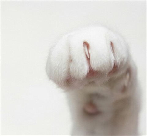 猫咪用爪子拍打你时，它想表达什么意思呢？