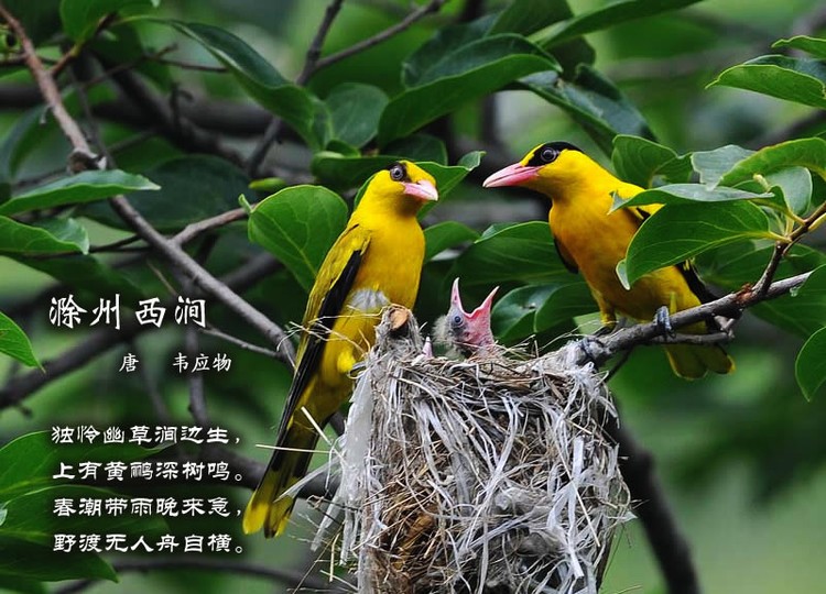 鸟语花香古诗词，婉转悦耳妙及了-第15张图片-非凡网