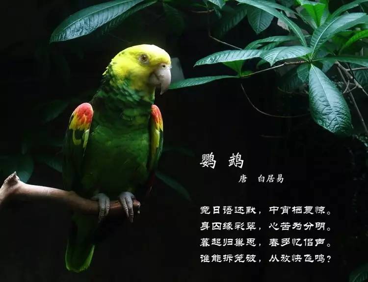 鸟语花香古诗词，婉转悦耳妙及了-第16张图片-非凡网