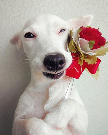 泰国“花痴”狗狗Euro Saurus，爱鲜花真是太好了！
