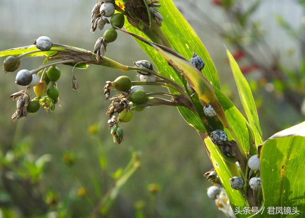 这种植物农民叫它“打碗子”，其实是野生薏苡！能食用吗？