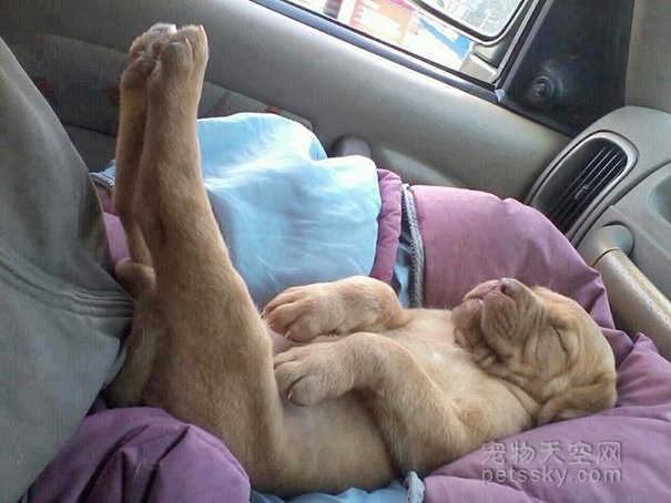 狗狗這些搞笑的睡姿，作為一位鏟屎官，你見過幾種？（24張）