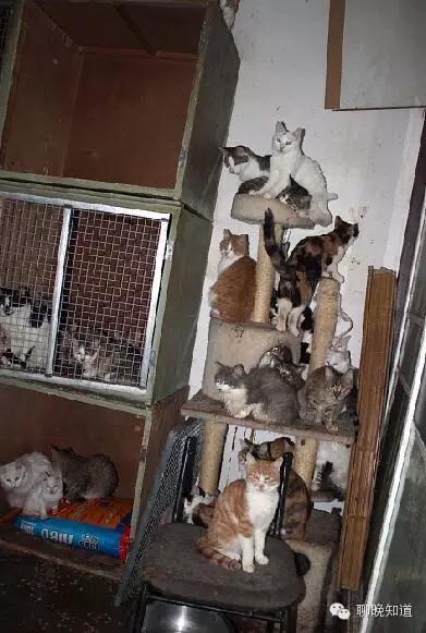 聊城：100只猫抢占城区一套房子
