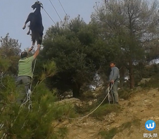 闹上天呢！希腊山羊悬挂在6米高的电线上，得救后懵呆了