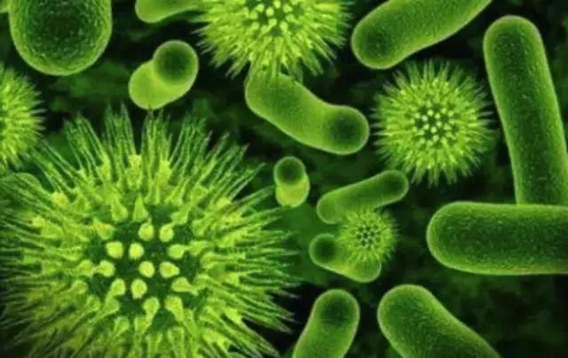 腐生菌能造生物电池，你信吗？