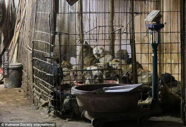 玉林政府说只有狗肉节当天可以杀狗卖肉，但狗肉贩的话逼哭所有人