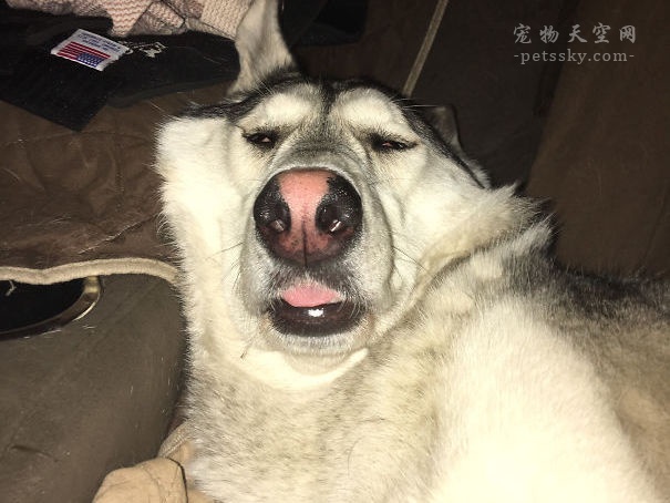 狗狗這些搞笑的睡姿，作為一位鏟屎官，你見過幾種？（24張）