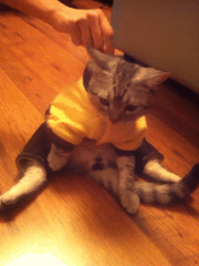网友买了件衣服给猫咪穿上，没想到它直接懵逼，连手脚都不协调了