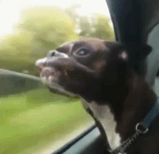 首次开车带狗狗去兜风，结果它的表现吓到我了，这果然是在兜风！