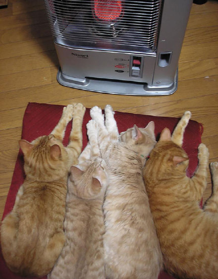 在冬天，也许对于猫咪们来说，取暖真的是一件很正经的事情...