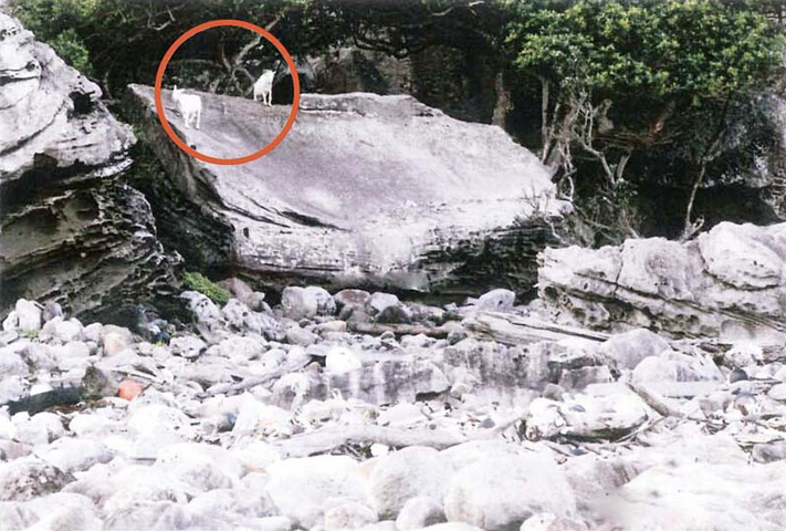 你知道吗？钓鱼岛曾经有人居住，岛上究竟可以住多少人？有淡水吗