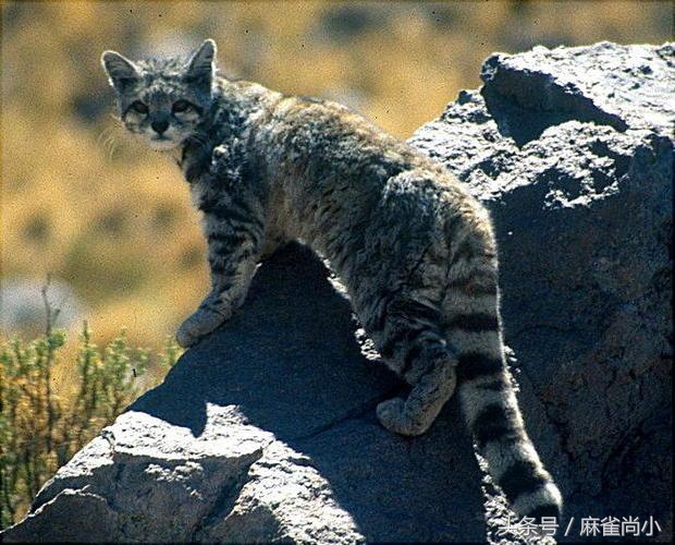 地球5种濒临绝灭的动物，其中有3种生活在我国