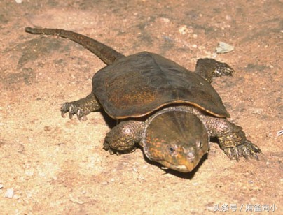 地球5种濒临绝灭的动物，其中有3种生活在我国