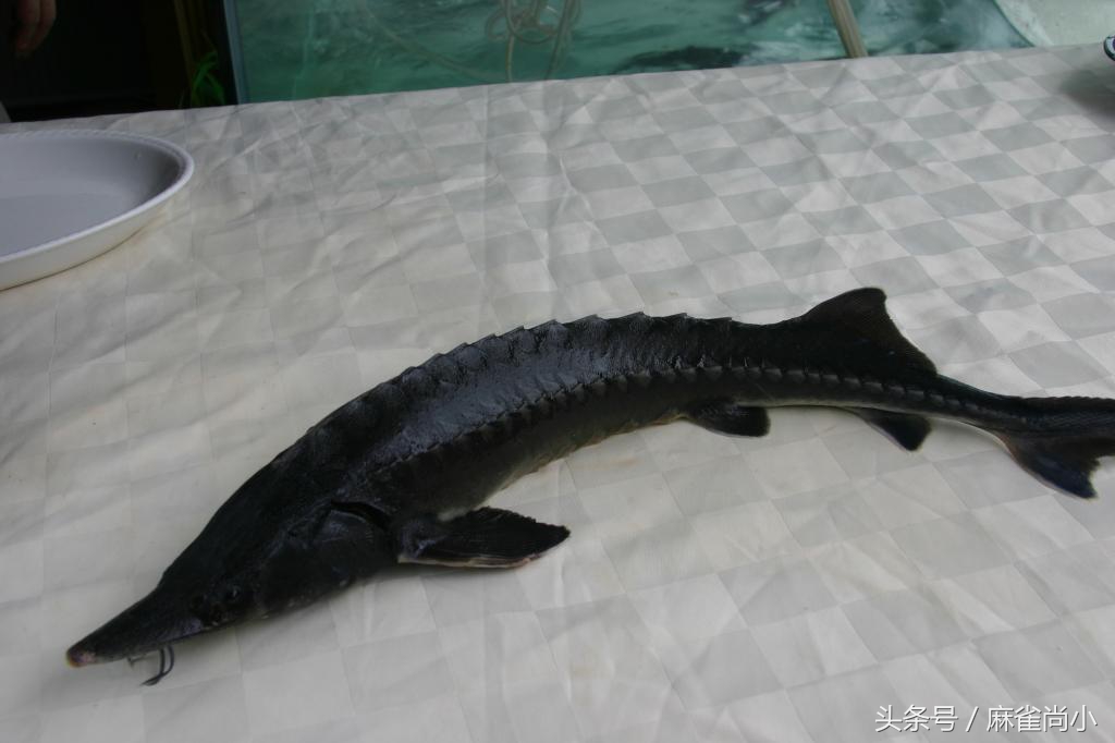 地球5种濒临绝灭的动物，其中有3种生活在我国