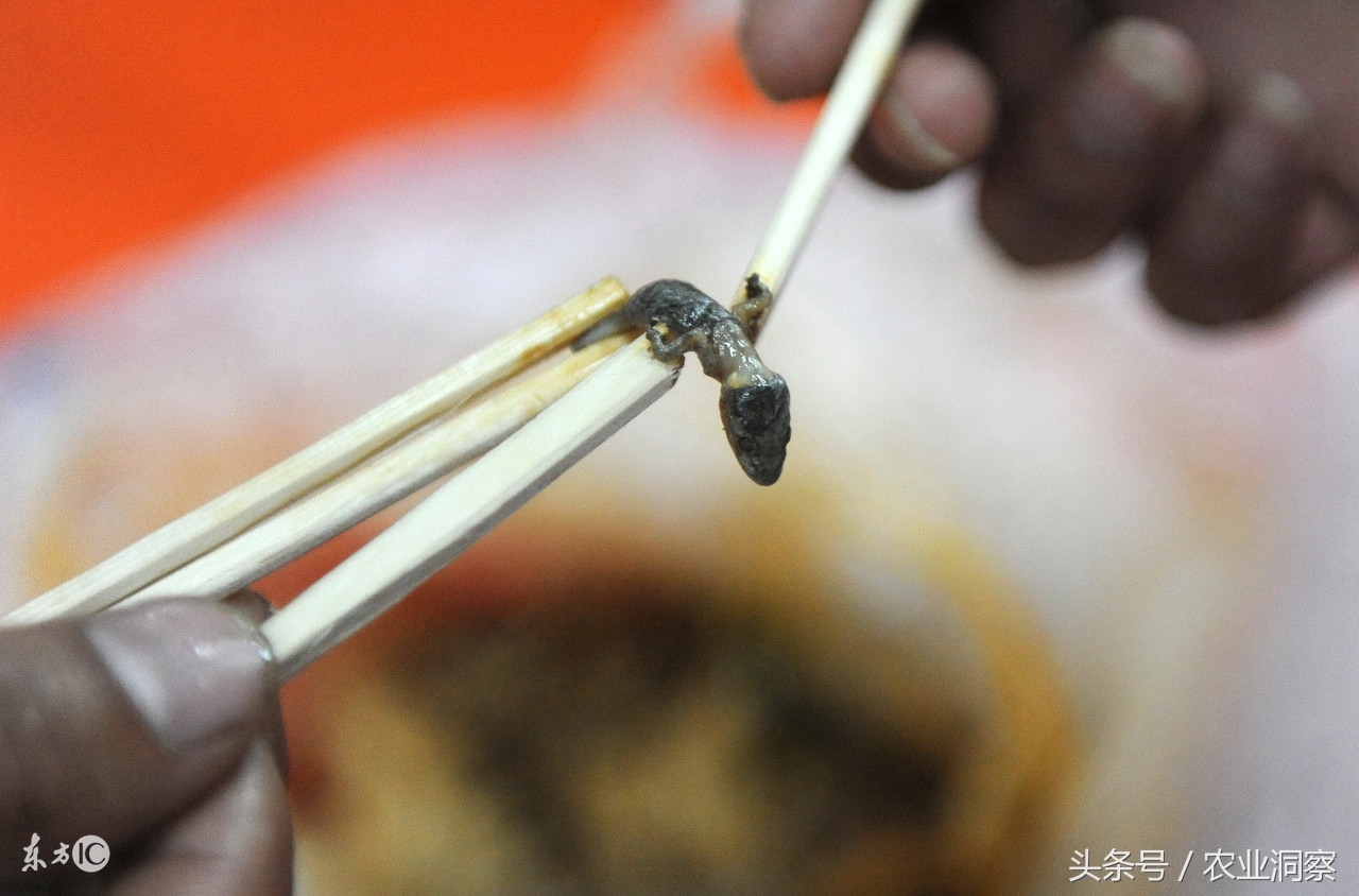 壁虎養殖,壁虎養殖前景及銷路