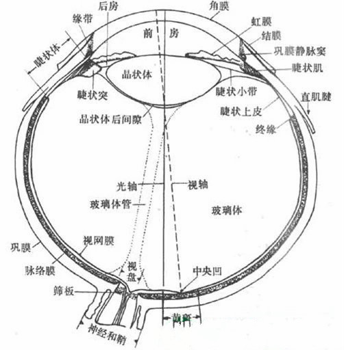 真正的，能根治高度近视眼的方法