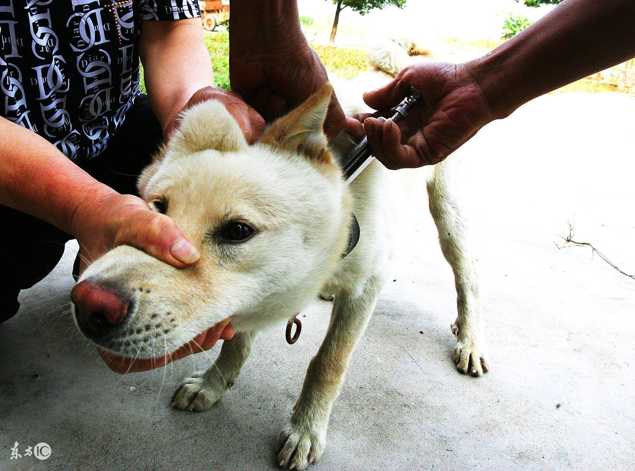 狂犬病的表现