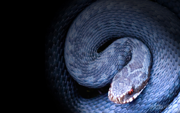 男人梦见蛇是怎么回事5种征兆要发财梦见蛇