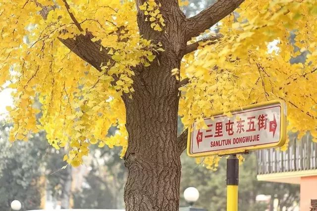 北京这里的银杏林已是金黄一片了，美得犹如仙境！